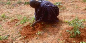 planter avec soin...