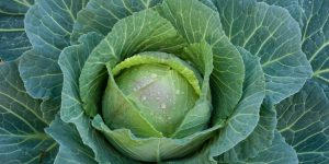 des légumes bio et sains